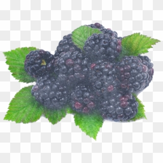Blackberries Iqf 1kg - Blackberry Fruits Png Clipart