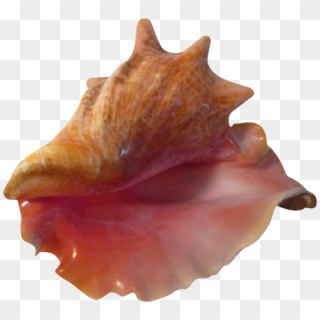 Large Pink Bahamian Ruffled Shell Chairish - Conch Clipart