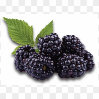 Infused Dried Blackberry 8oz - Differences Between Mulberry And Blackberry Clipart