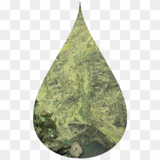 22 Oct 2015 - Green Algae Clipart