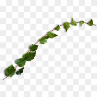 #vine #leaves #plant #green #ivy #freetoedit - Leaf Clipart