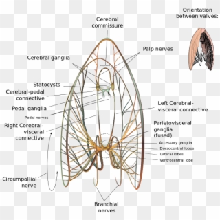 Neural Map Of A Giant Scallop - Nervous System Of A Scallop Clipart