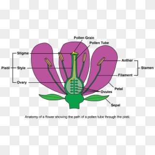 Pollen Tubes Are Truly Extraordinary - Self Incompatibility Plant Breeding Clipart