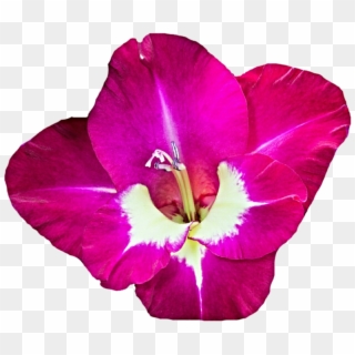 Download Gladiolus Png Free Download - Desert Rose Clipart