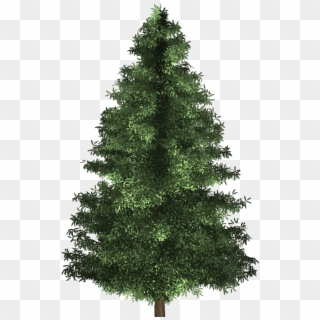 Spruce Tree - Real Natural Christmas Tree Clipart