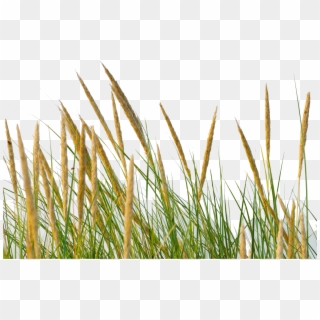 Grass Straw Png - Grass Africa Png Clipart