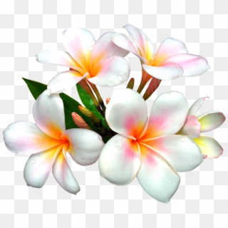 Nurcan Cüceoğlu /instagram/ Nurcandesigner White Flower - Real Flowers Clip Art - Png Download