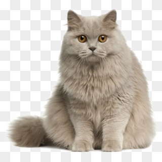 Cute Cat Transparent Image - Longhair Cat Png Clipart