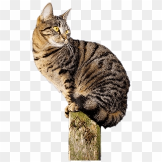 Cat Acrobat - Cat Clipart