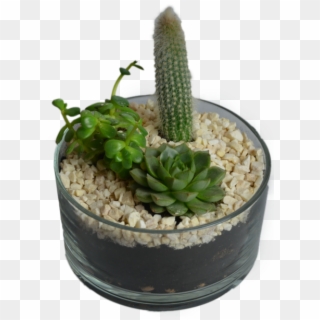 Cactus In Flowerpot - Flowerpot Clipart