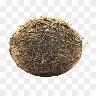 Coconut Png Transparent Image - Hay Clipart