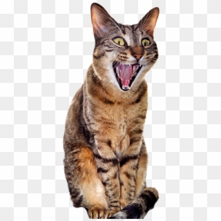 Surprised Cat [480 × 1058] - Yawning Cat Transparent Background Clipart