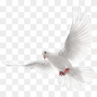 Holy Spirit Png - White Dove Flying Png Clipart