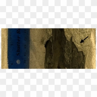 Possible Shark Bite Mark On A Dinosaur Bone For - Pit Cave Clipart