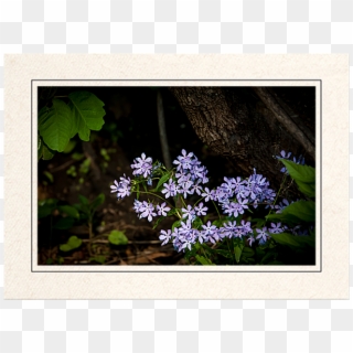 Wildflowers In The Forest - Blue Wood Aster Clipart