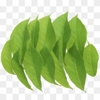 Free Png Green Leaves Png Images Transparent - Portable Network Graphics Clipart