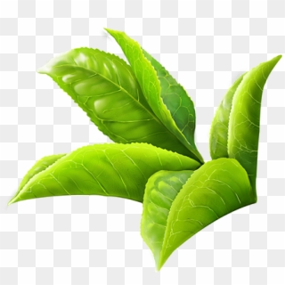 600 X 622 22 0 - Green Tea Leaf Png Clipart