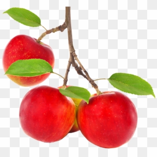 Apple Tree Png - Red Apples Tree Png Clipart