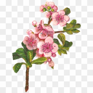 Apple Tree Flowers - Apple Blossom Png Clipart Transparent Png