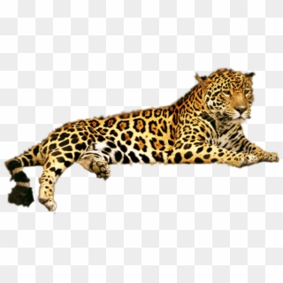 Free Png Download Jaguar Png Png Images Background - Leopard Png Clipart