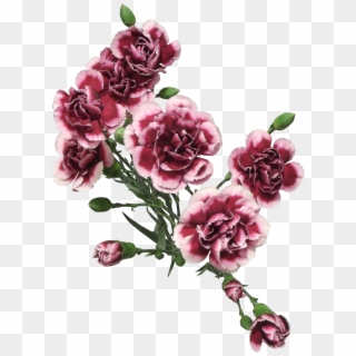 Cut Flowers Of Carnation Png Clipart