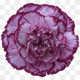 Bacarat Purple Carnation - Carnation Blue Copernico Clipart