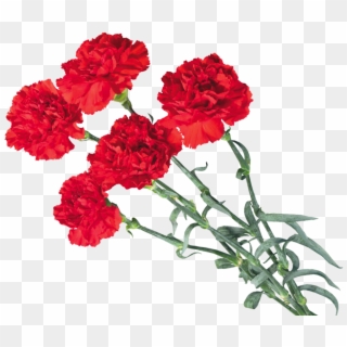 Carnations Png - Carnation Flower Clipart