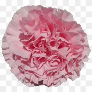 Ilusion - Carnation - Carnation Clipart