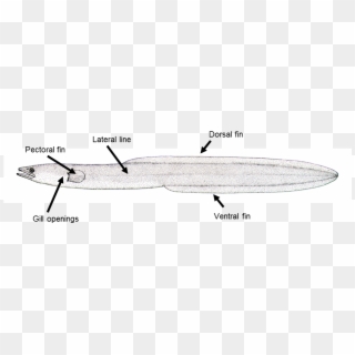 Key Features Of Eel Anatomy - Zeppelin Clipart
