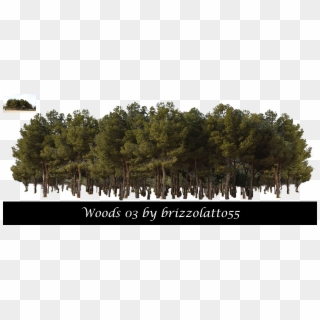 Forest Tree Png Clipart
