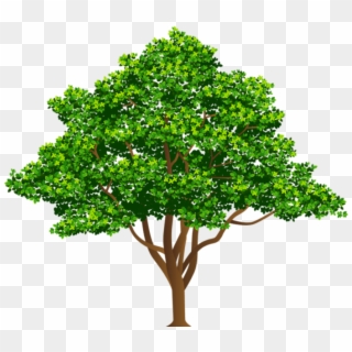 Free Png Download Tree Free Png Images Background Png - Tree Png Clipart