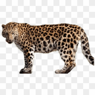 Free Png Download Jaguar S Png Images Background Png - Amur Leopards No Background Clipart