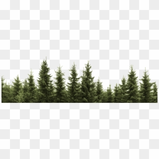 Clip Art Forest Trees Png - Black And White Pine Trees Transparent Png