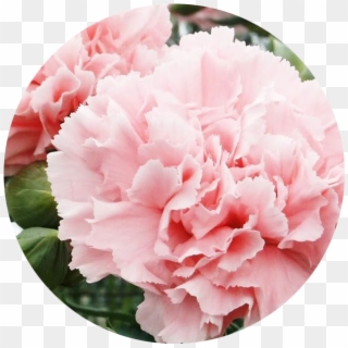 January - Carnation - Carnation Dianthus Clipart