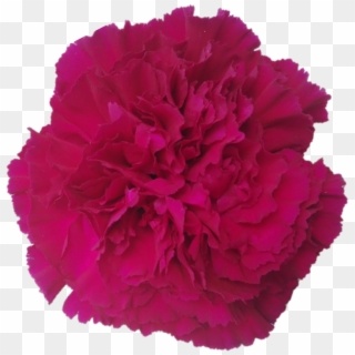 Golem - Carnation - Carnation Clipart