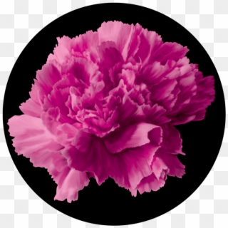Pink Carnation - Carnation Clipart