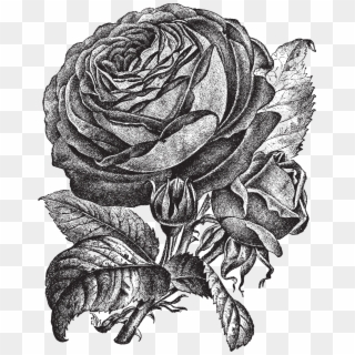 1857 X 2323 11 - Garden Roses Clipart