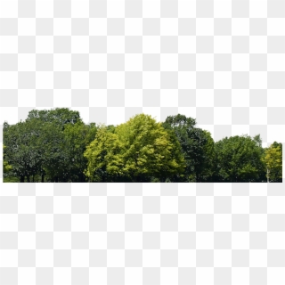 Trees - Group Of Trees Png Clipart