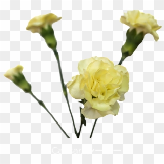 Colibri Flowers Minicarnation Caesar, Grower Of Carnations, - Garden Roses Clipart