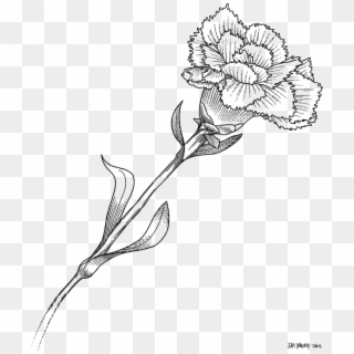 Floral Design Monochrome - White Carnation Drawing Transparent Clipart