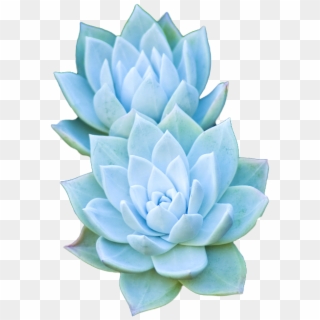 Succulents - - Light Blue Aesthetic Png Clipart