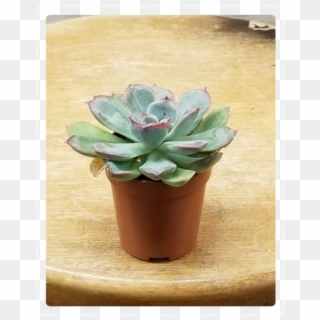 Mini Succulent 3" Potted Plant Variety - Flowerpot Clipart
