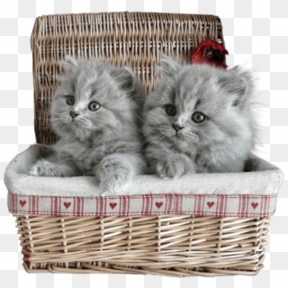 Free Png Small Kittens In Basket Png Images Transparent - Cat In A Basket Transparent Clipart