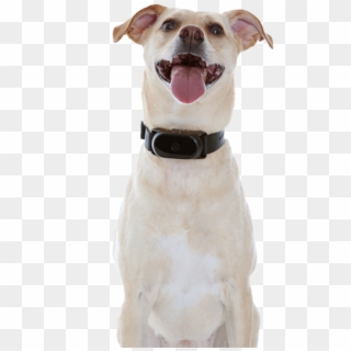 Scoutbark100 - Dog Yawns Clipart