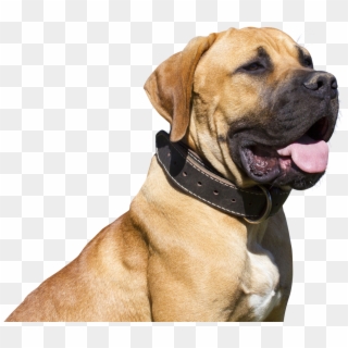 Png Photo, Dogs, Animals, Image, Animales, Animaux, - Bullmastiff Png Clipart