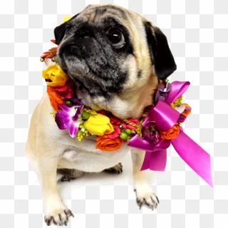 Dog With Flower Png Clipart