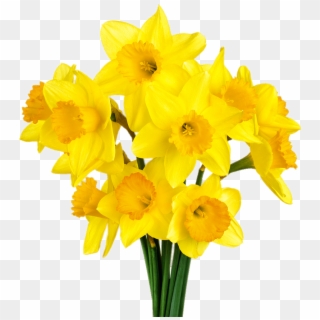 Daffodil Bunch - Daffodil Png Clipart