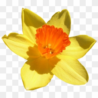 Daffodil Free Png Image - 232 Daffodil Narcissus Pseudo Narcissus Clipart