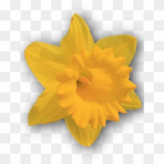 Daffodil, Yellow, Png, Isolated - Narcissus Clipart