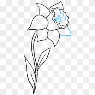 680 X 678 5 - Easy Daffodil Line Drawing Clipart